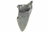 Partial, Fossil Megalodon Tooth - North Carolina #376538-1